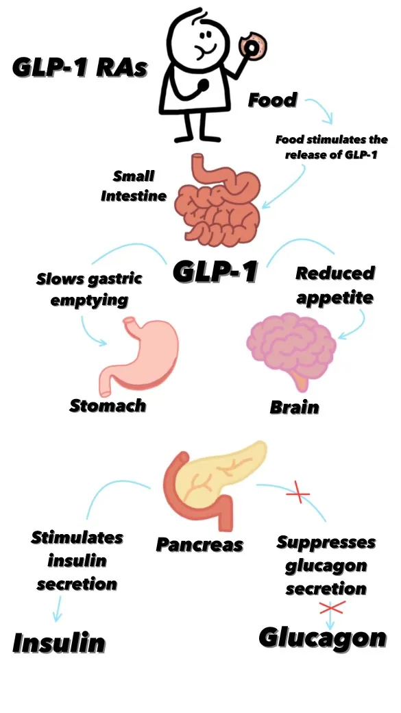 Illustration of GIP and GLP-1 incretin hormone signalling involved in appetite and blood-sugar regulation